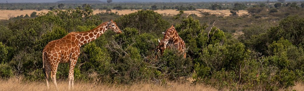 Giraffe 1a