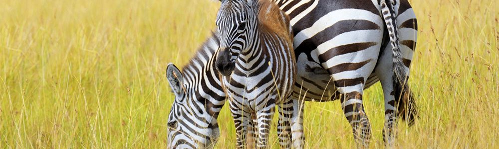Zebras 1a